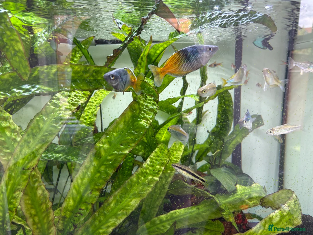 Rainbow Fish fish for sale: Boesemani Rainbow, harlequins & others for sale in Camberley - Advert 2