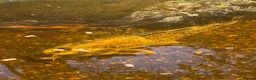 Koi Carp fish for sale: Adult koi carpe for sale sevenoaks in Sevenoaks - Advert 5