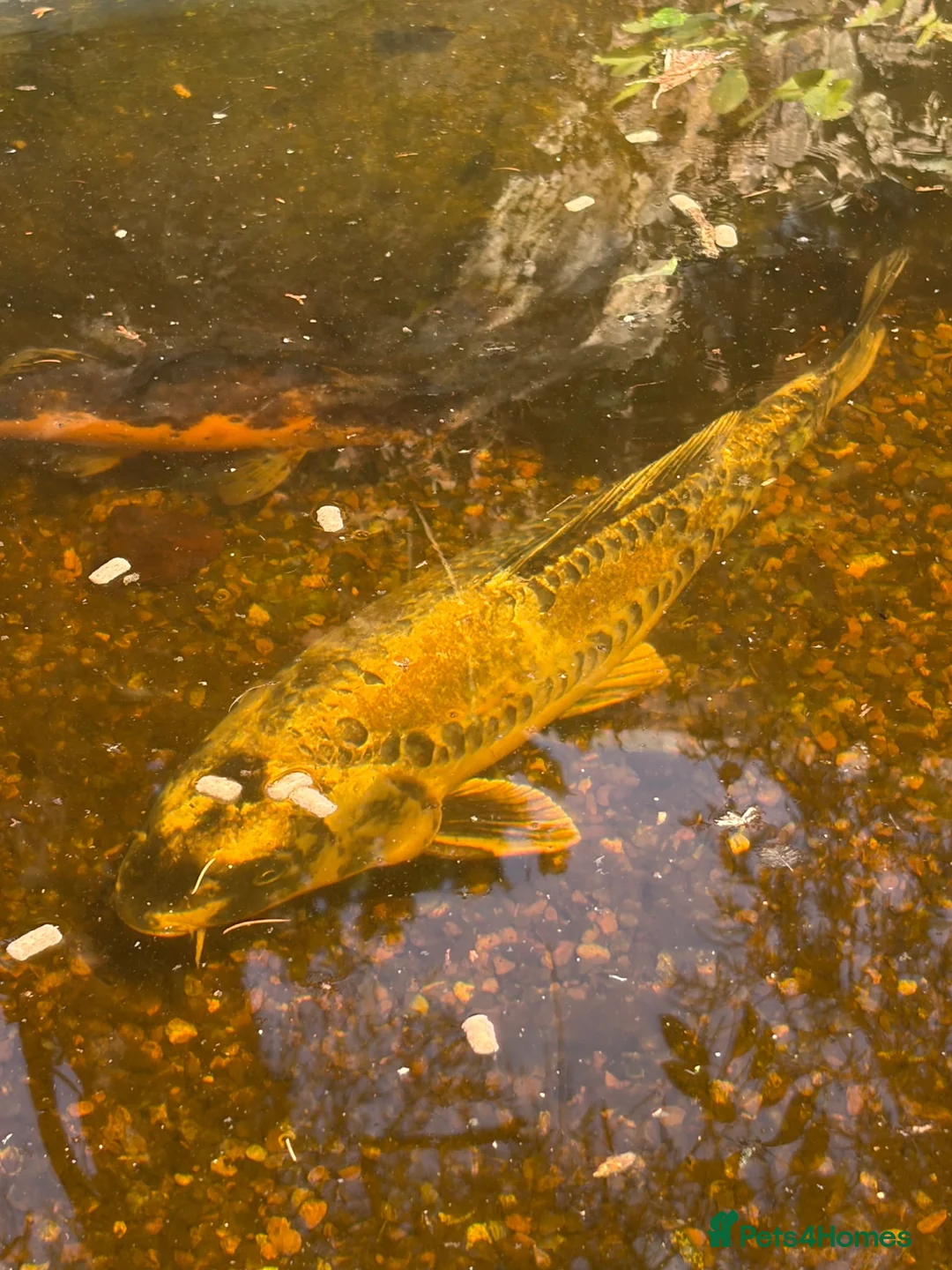 Koi Carp fish for sale: Adult koi carpe for sale sevenoaks in Sevenoaks - Advert 5