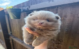 Pomeranian dogs for sale: Gorgeous Lilac Pomeranian Puppy - Image 3
