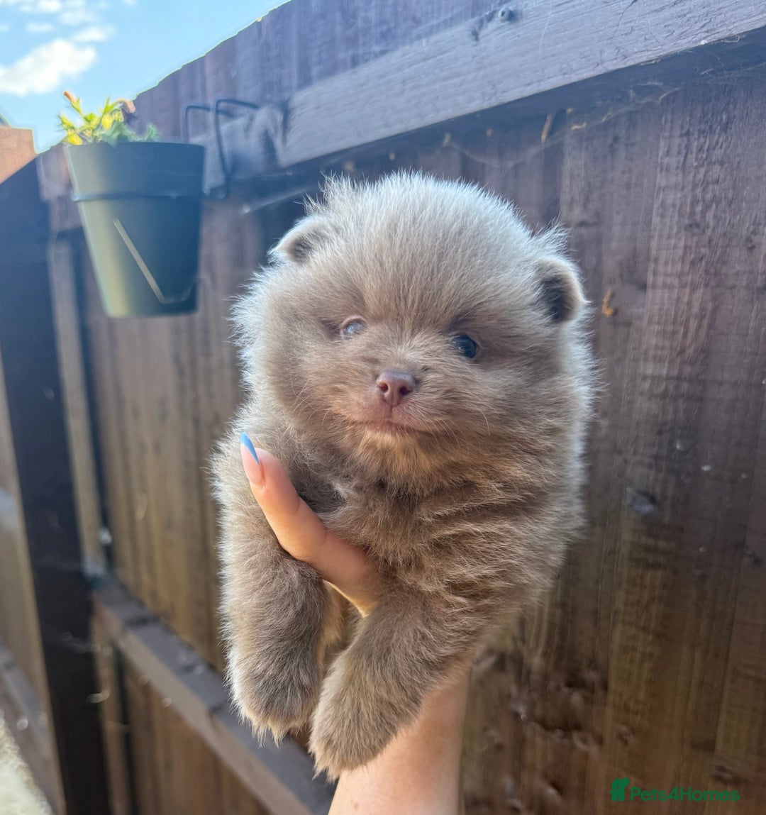 Pomeranian dogs for sale: Gorgeous Lilac Pomeranian Puppy - Image 3