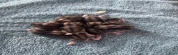 Hamster rodents for sale: Russian dwarf hamsters in Nottingham - Advert 4