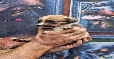 Boxer dogs - Advert 14
