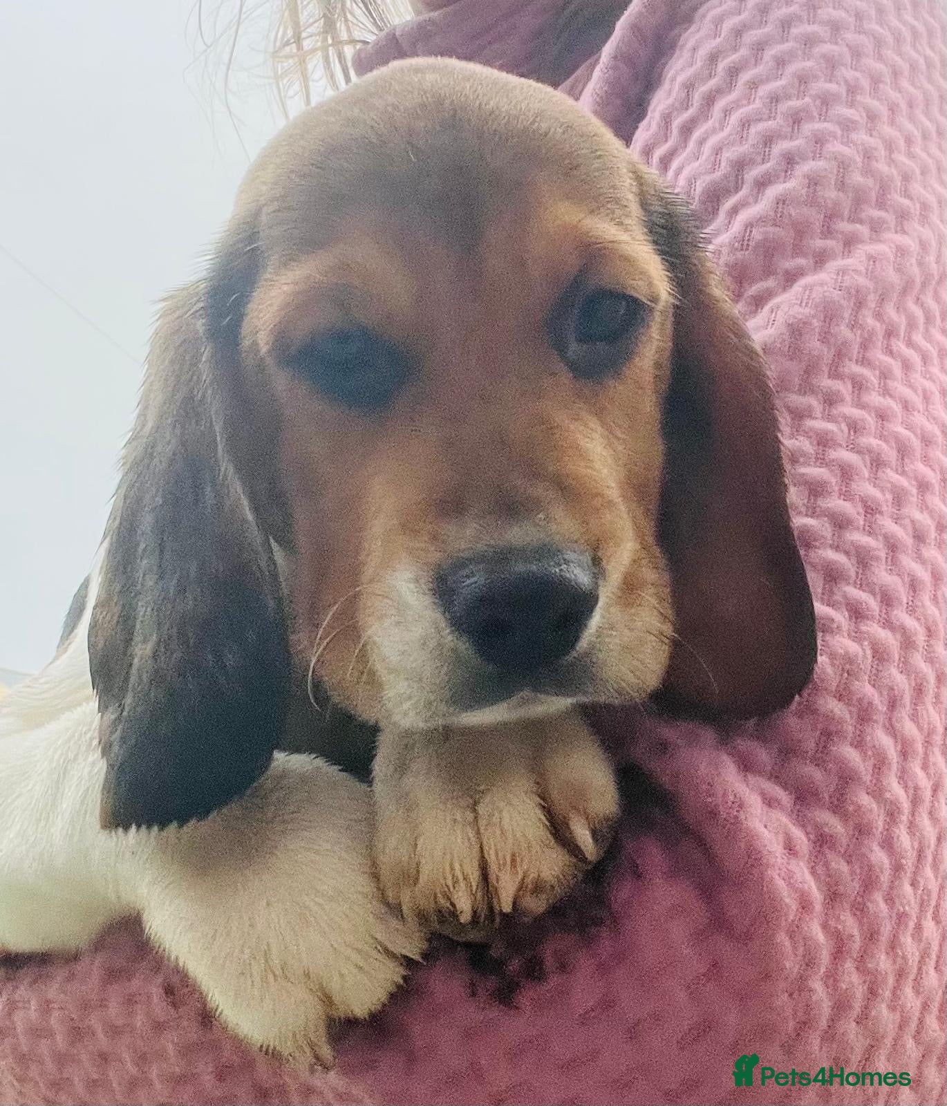 Beagle dogs Beautiful Pedigree Beagle Puppies, Ready Now  - Advert 2