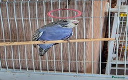 Budgerigars birds for sale: 4 baby budgies ready for homes - Image 1
