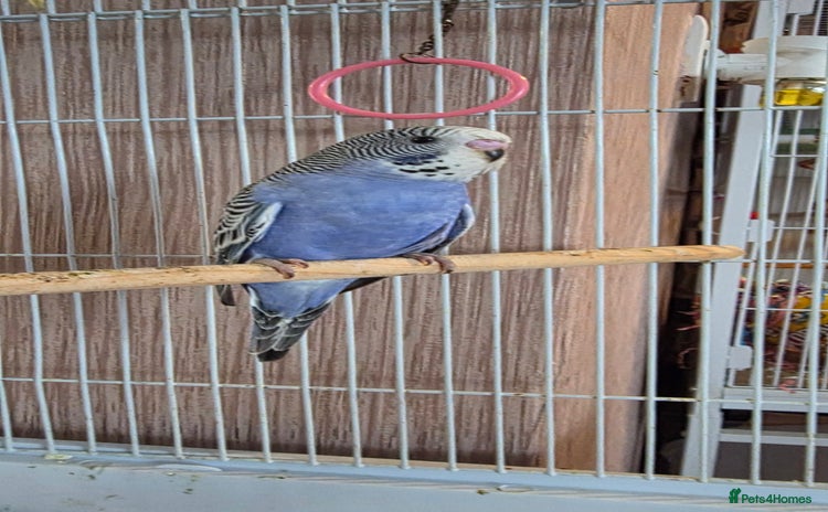 Budgerigars birds - Advert 2