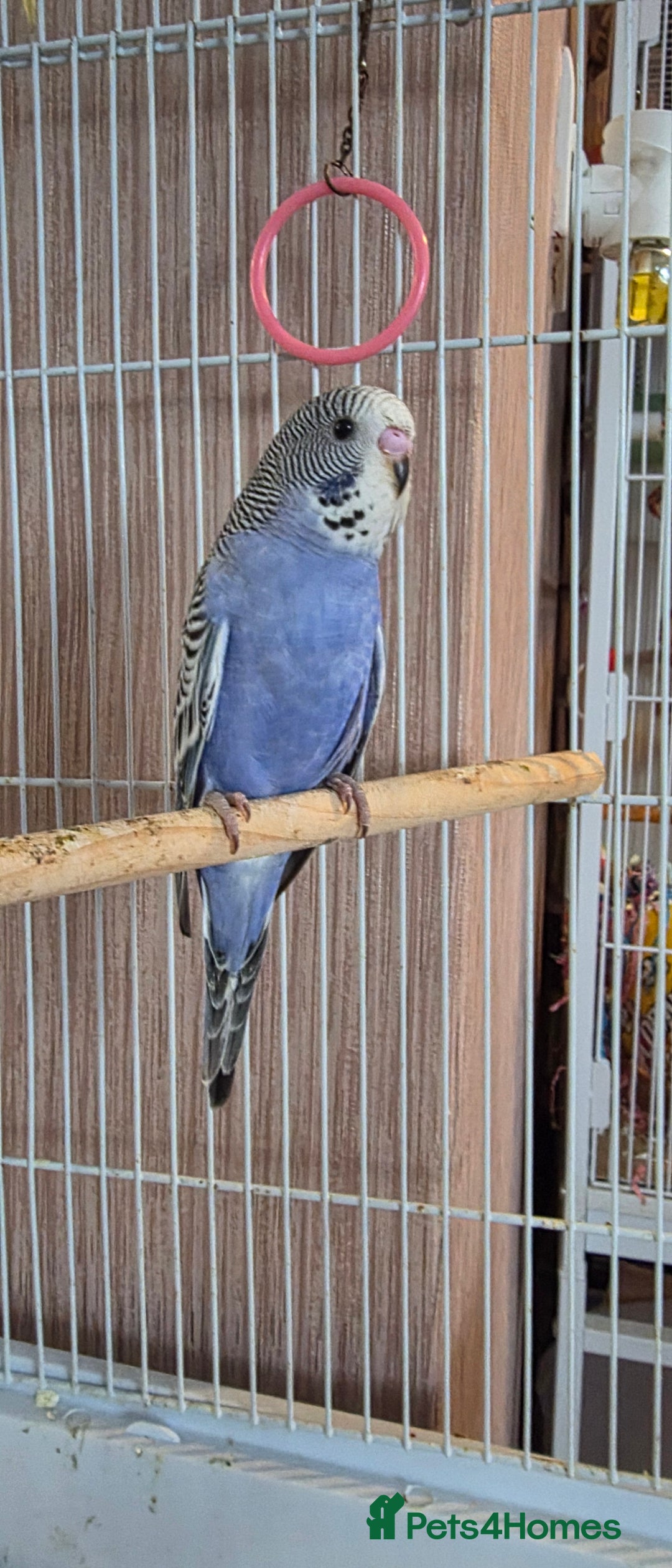 Budgerigars birds for sale: 4 baby budgies ready for homes - Image 1