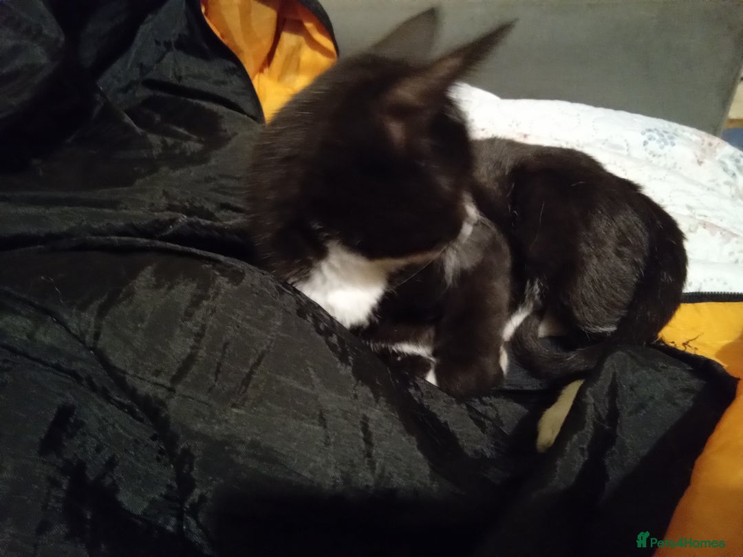 Mixed Breed cats for sale: Persian mix kittens and  father - Advert 7