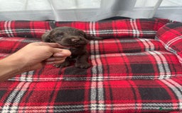 Cocker Spaniel dogs for sale: Cocker spaniel puppies  - Image 6