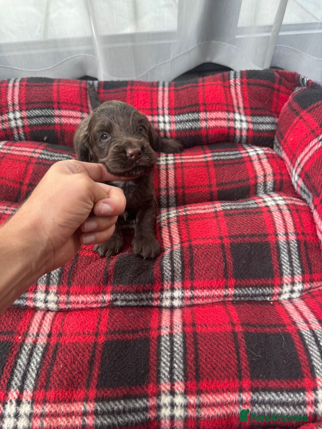 Cocker Spaniel dogs for sale: Cocker spaniel puppies  - Image 6
