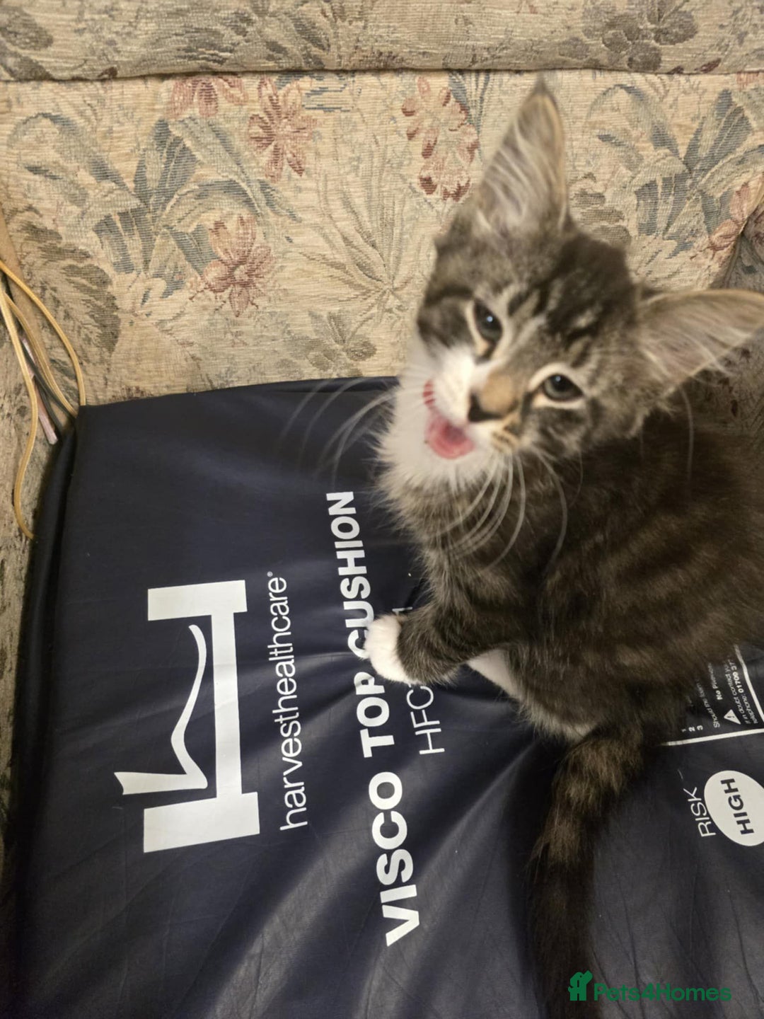 Mixed Breed cats for sale: Maincoon x tabby kittens  - Advert 6