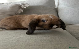 English Lop rabbits for sale: Holland lop/English lop - Image 3