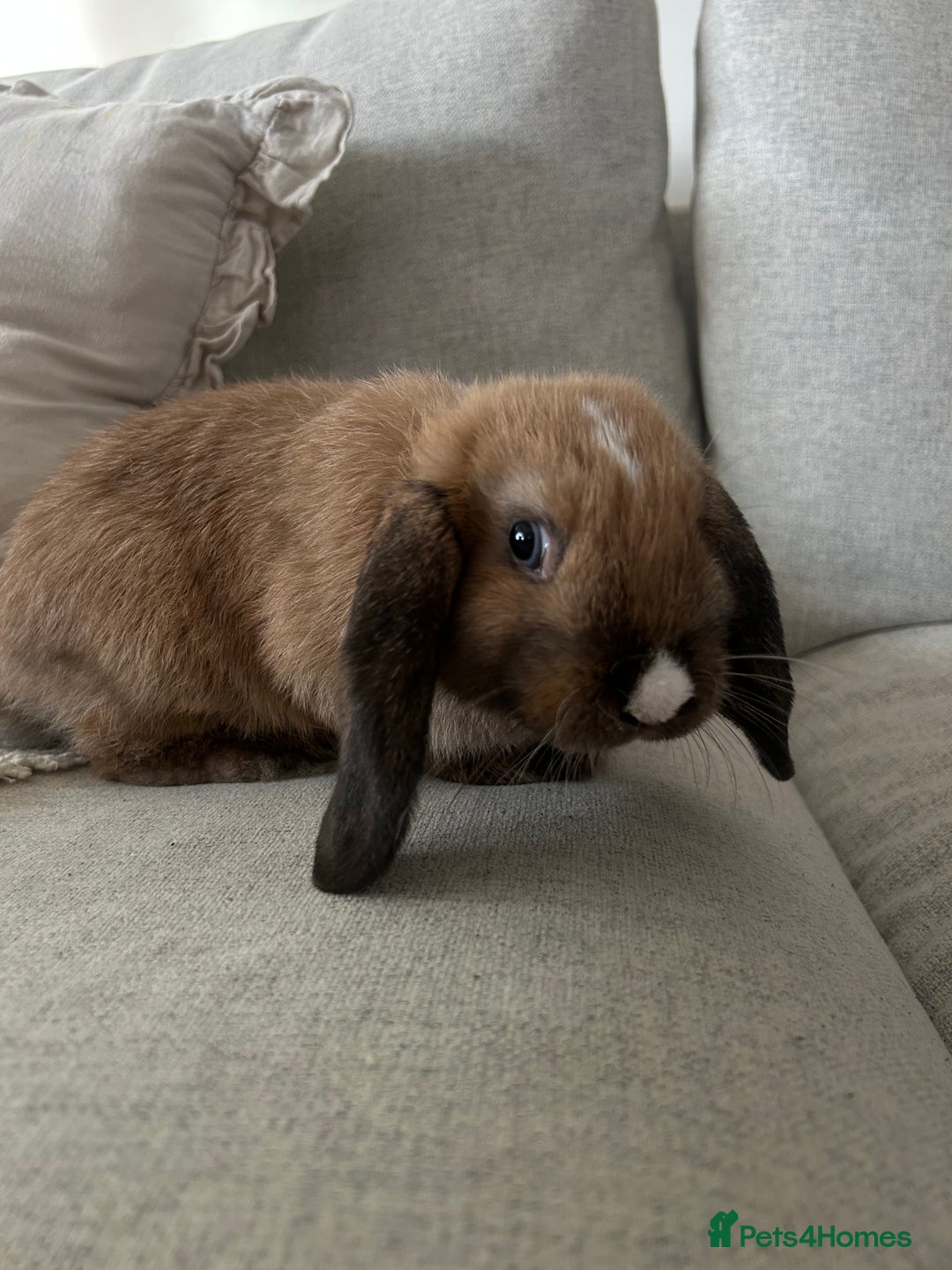 English Lop rabbits for sale: Holland lop/English lop - Image 3