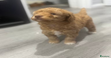 Cavapoo dogs x4 cockapoos puppies - Advert 2