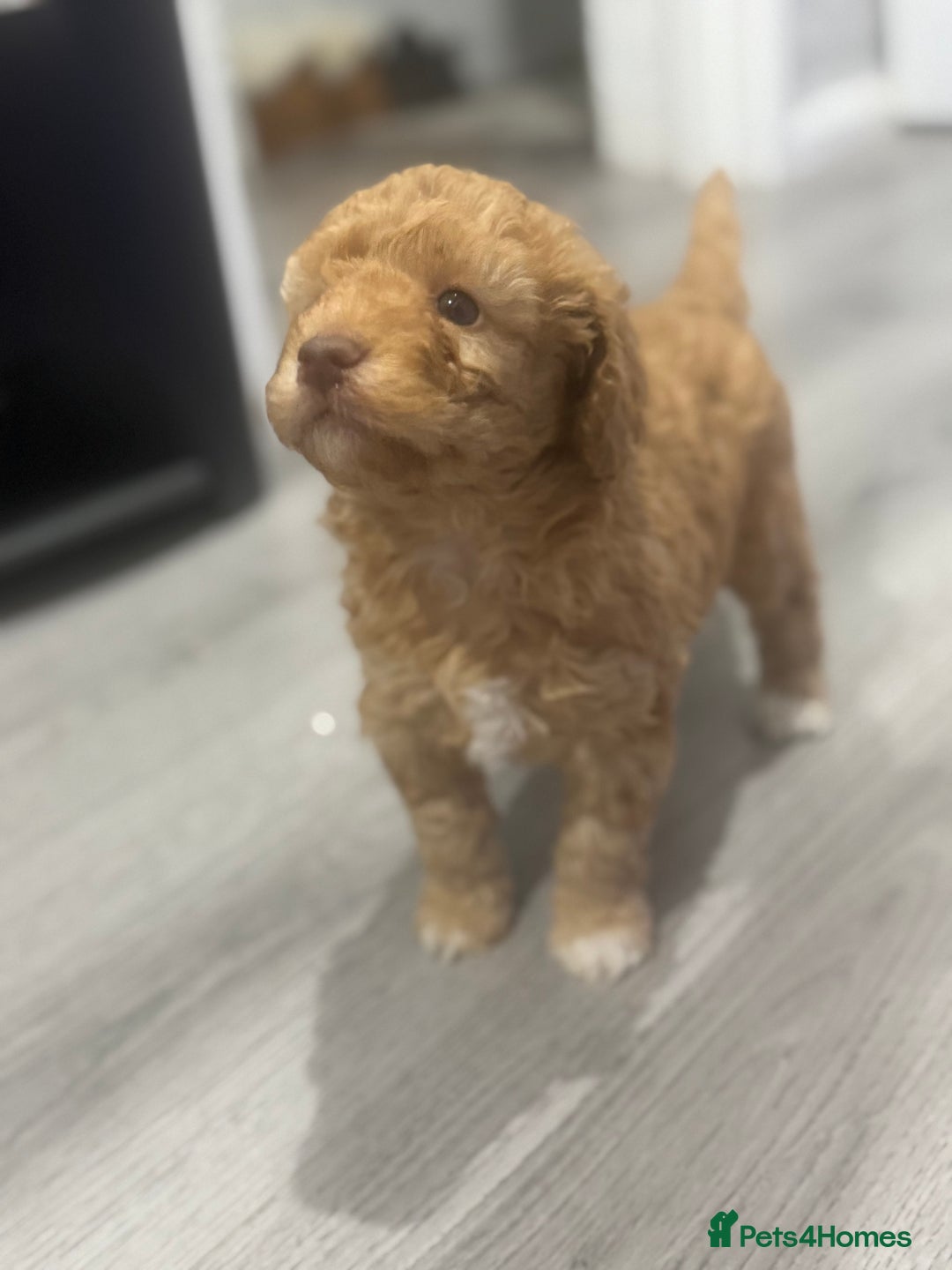 Cavapoo dogs for sale: x4 cockapoos puppies - Advert 2