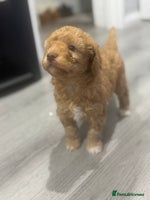 Cavapoo dogs x4 cockapoos puppies - Advert 10