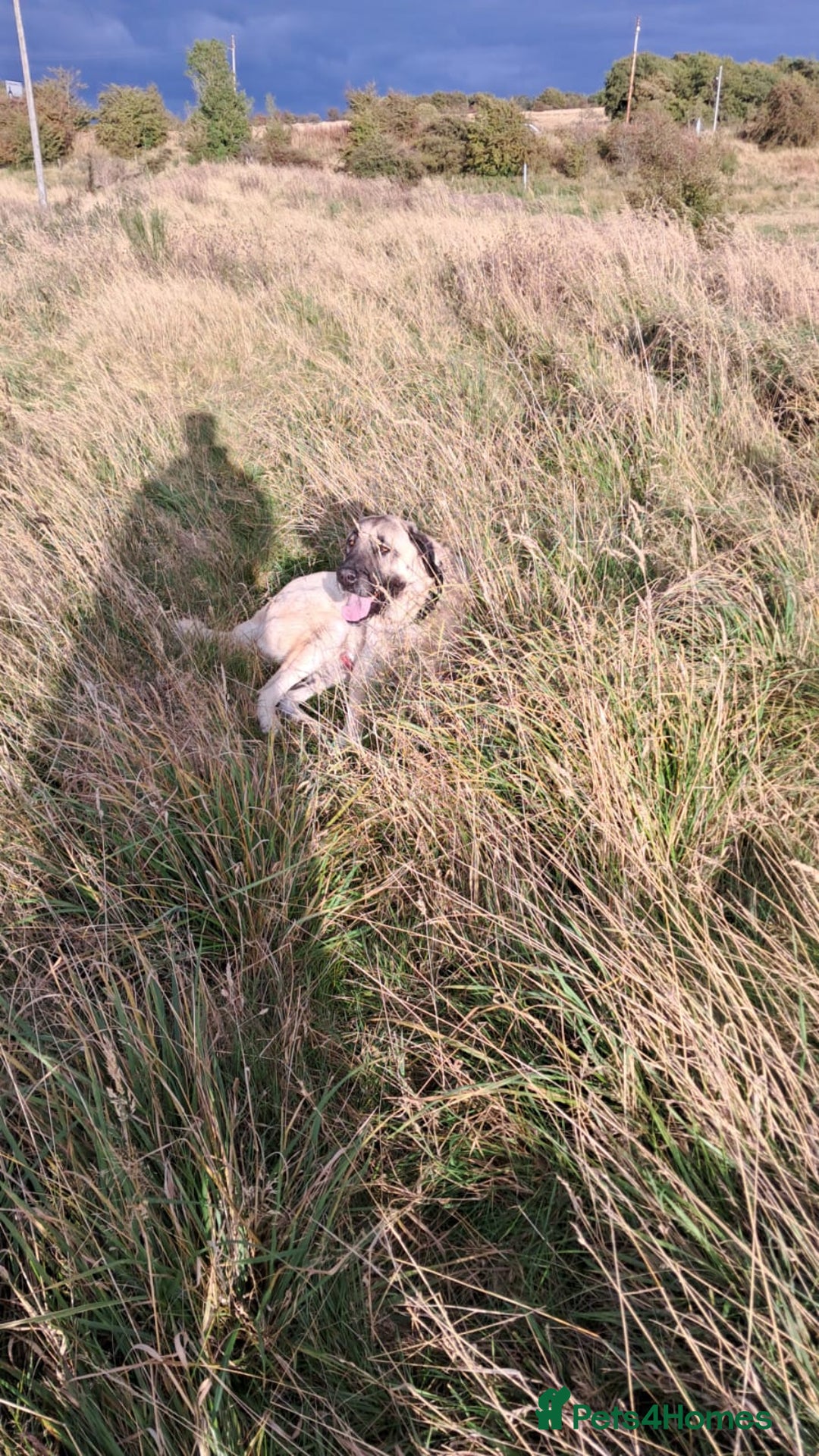 Turkish Kangal dogs for sale: Turkish kangal  - Image 5