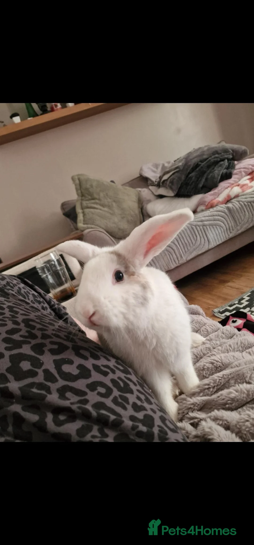 Mixed Breed rabbits for sale: Rabbit for sale - Advert 1