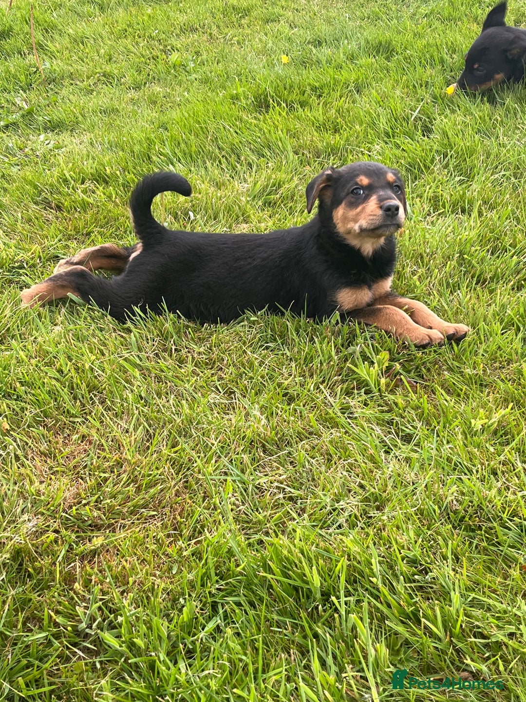 Huntaway dogs for sale: Huntaway puppies - Advert 4