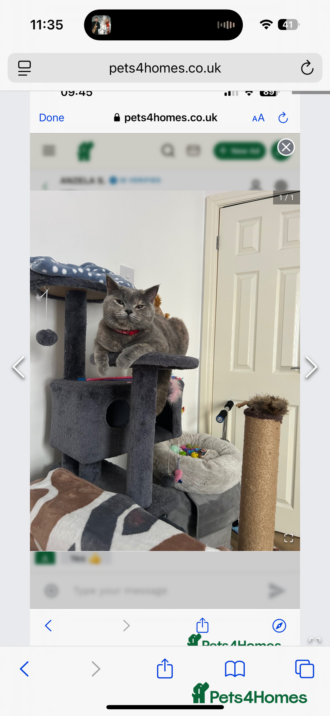 British Shorthair cats for sale: BSH Kittens: Cream Boy & Blue-Grey Girl - Advert 2