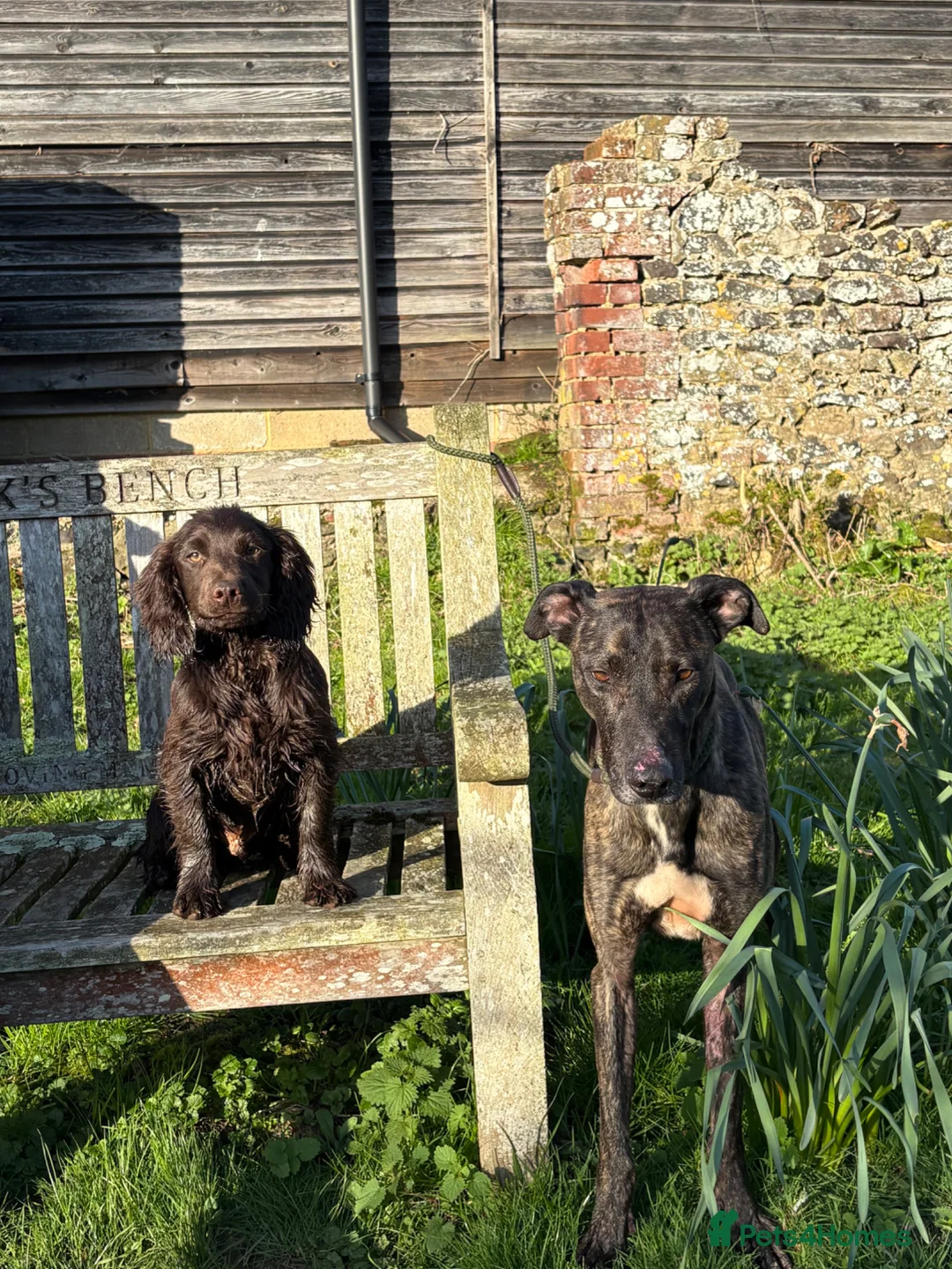 Lurcher dogs for sale: Lurcher for sale  - Advert 2