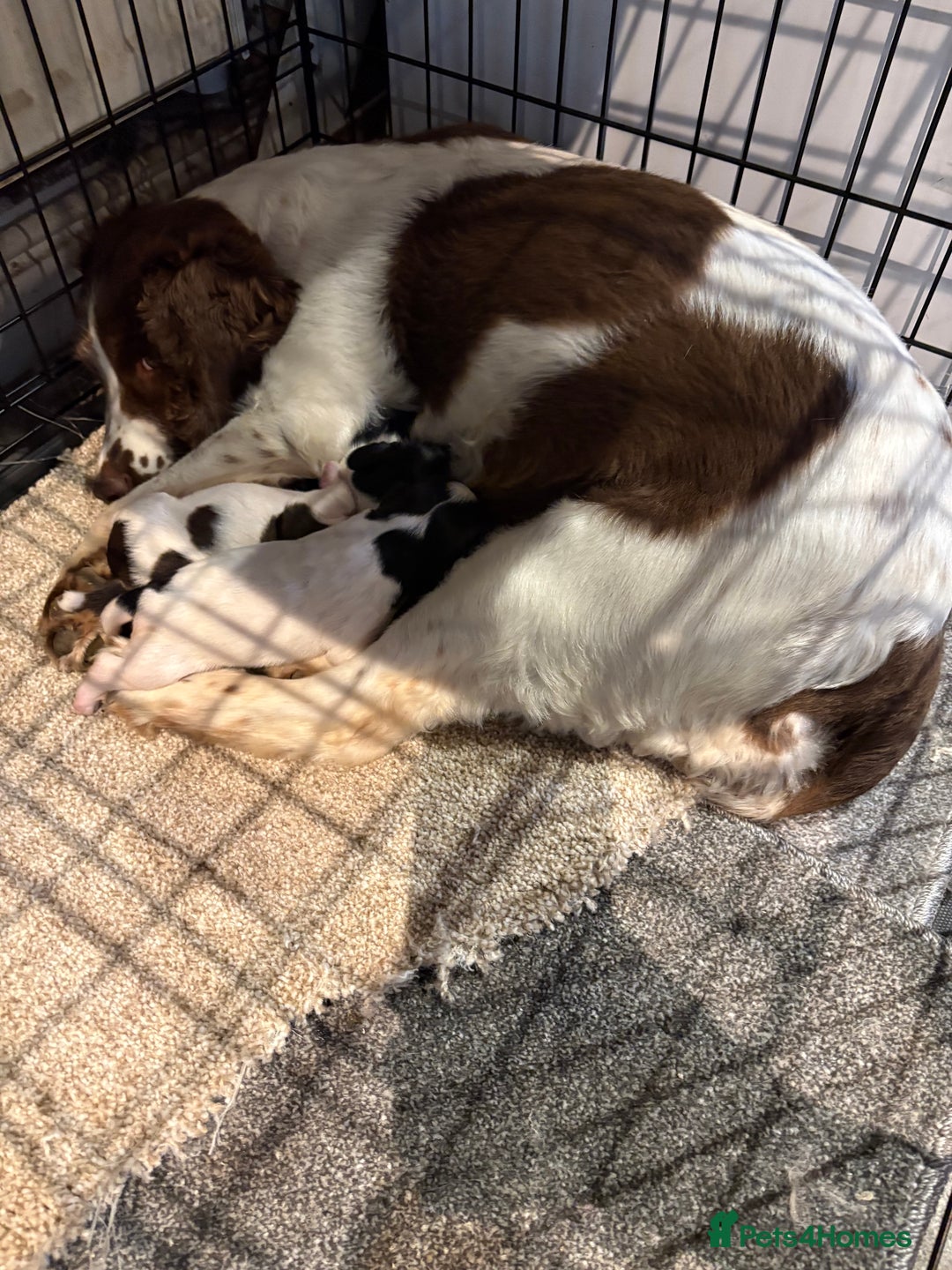English Springer Spaniel dogs for sale: English springer spaniel working puppies  - Image 11