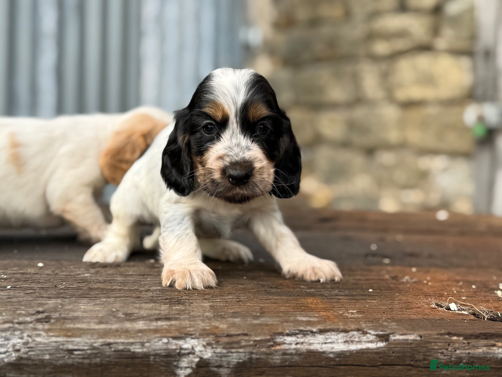 Cocker Spaniel dogs Stunning health tests show cockers  - Advert 1