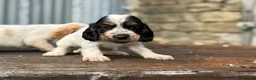 Cocker Spaniel dogs for sale: Stunning health tests show cockers  - Advert 1