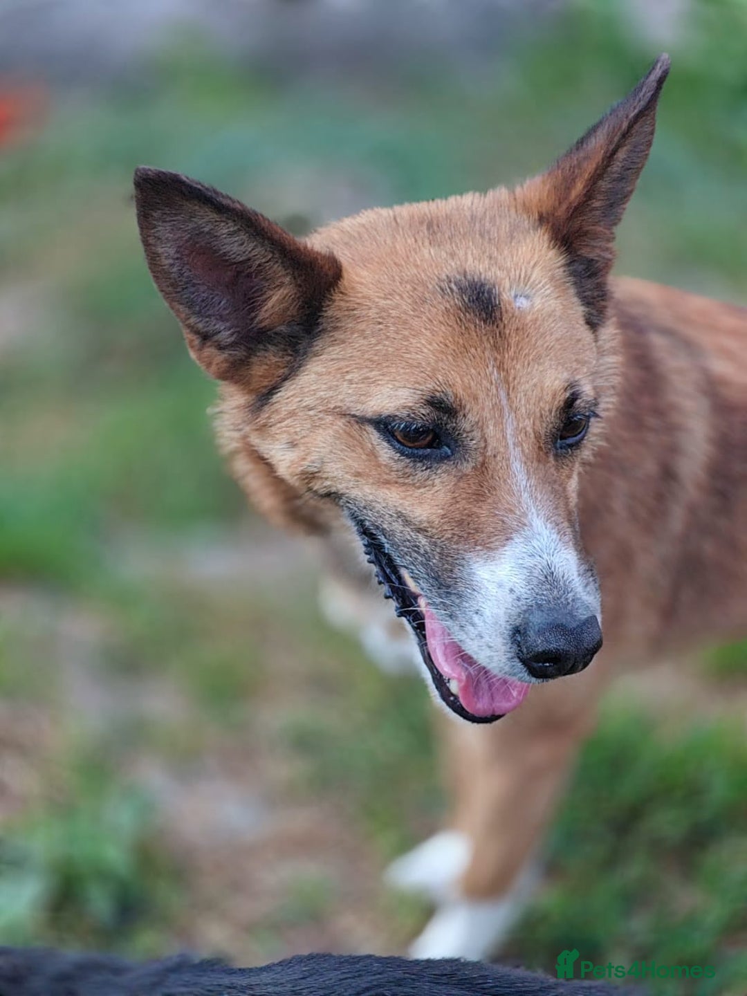 Mixed Breed dogs for adoption: 💖🐶 CLEO 🐶💖 - Image 9