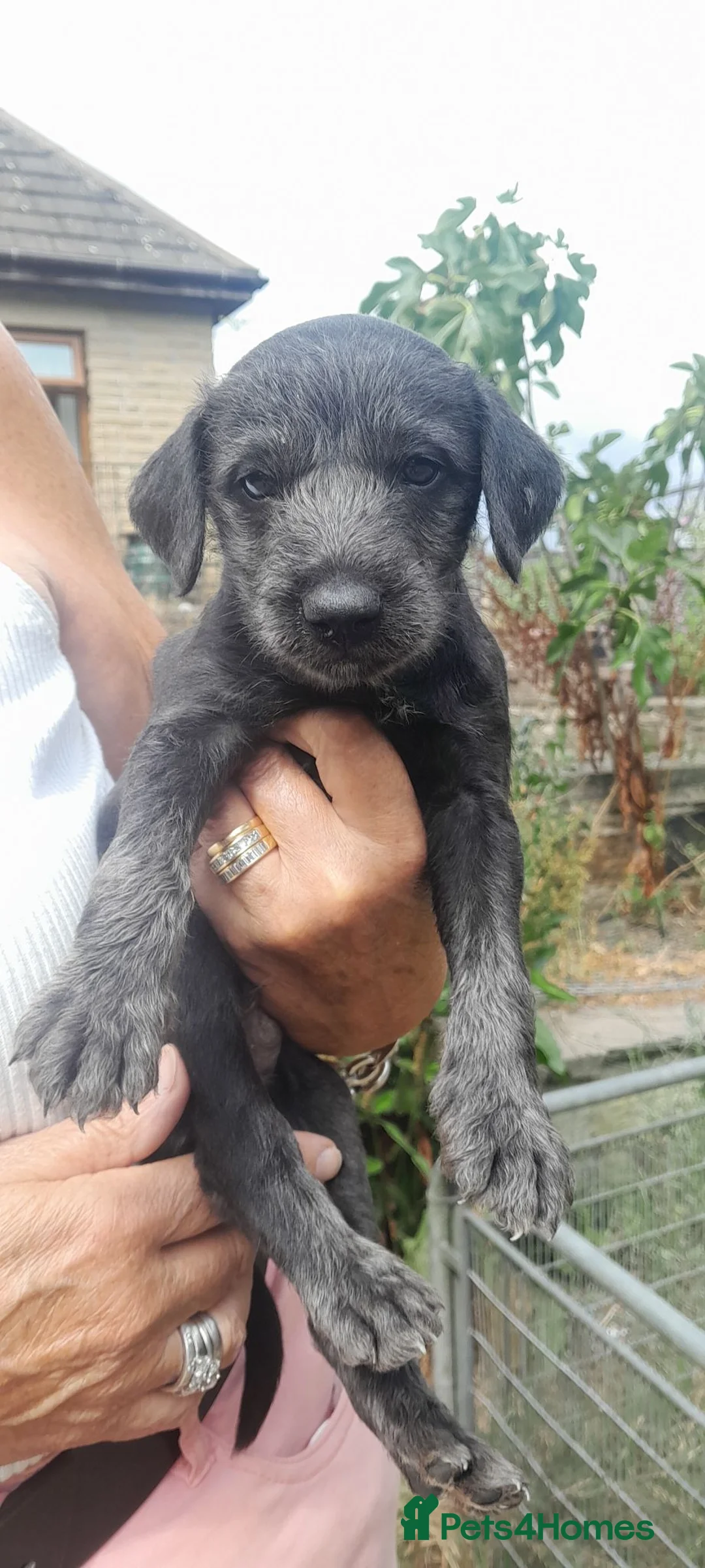Bedlington Terrier dogs for sale: Bedlington whippet puppies  - Advert 1