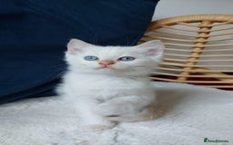 Siamese cats for sale: Ready to Leave Flame Point Siamese Kittens - Image 24