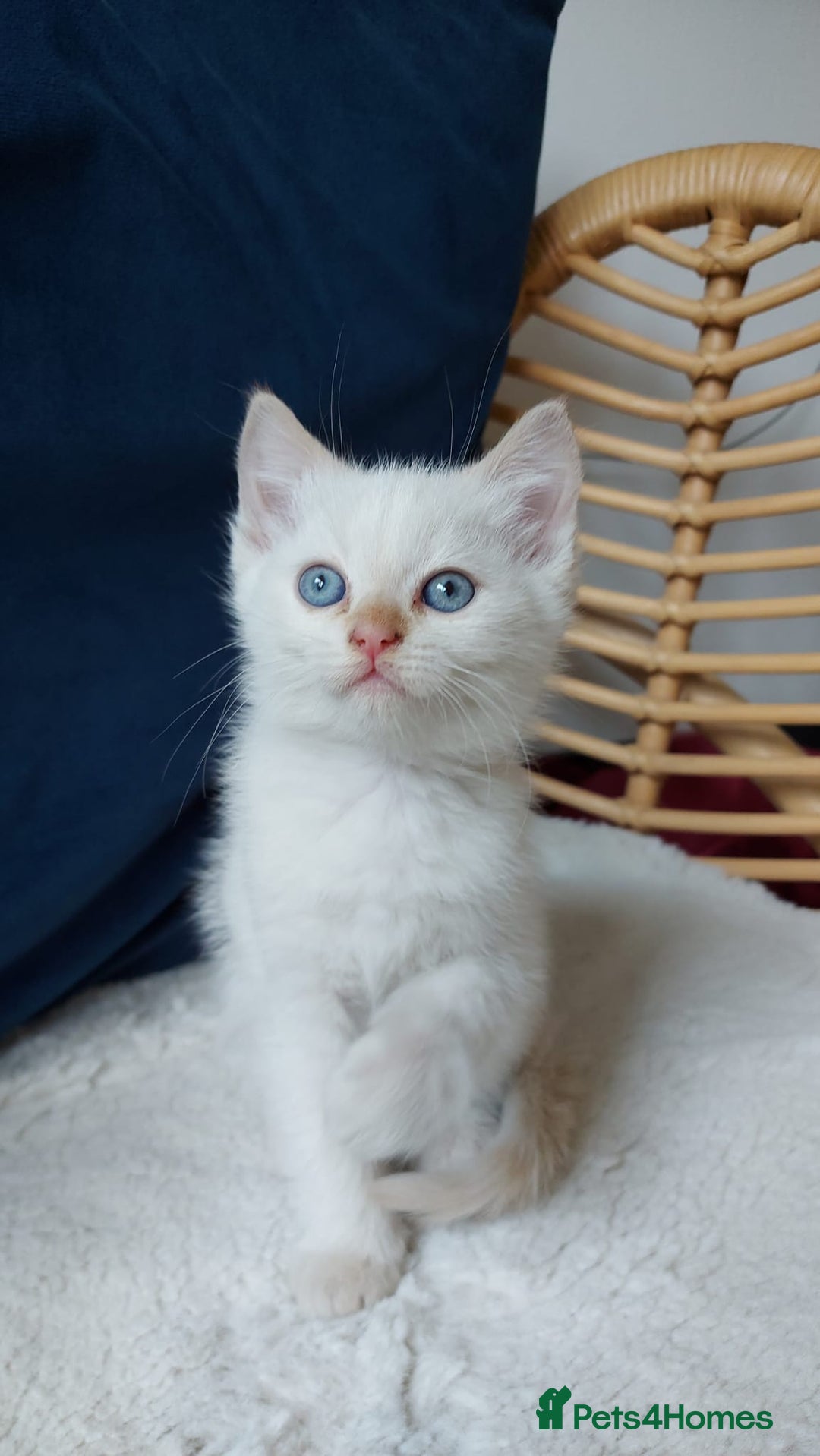 Siamese cats for sale: Ready to Leave Flame Point Siamese Kittens - Image 24