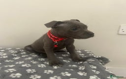 Staffordshire Bull Terrier dogs for sale: Rein X Pharron Bullsaff puppies/1 left due 2 mess - Image 15