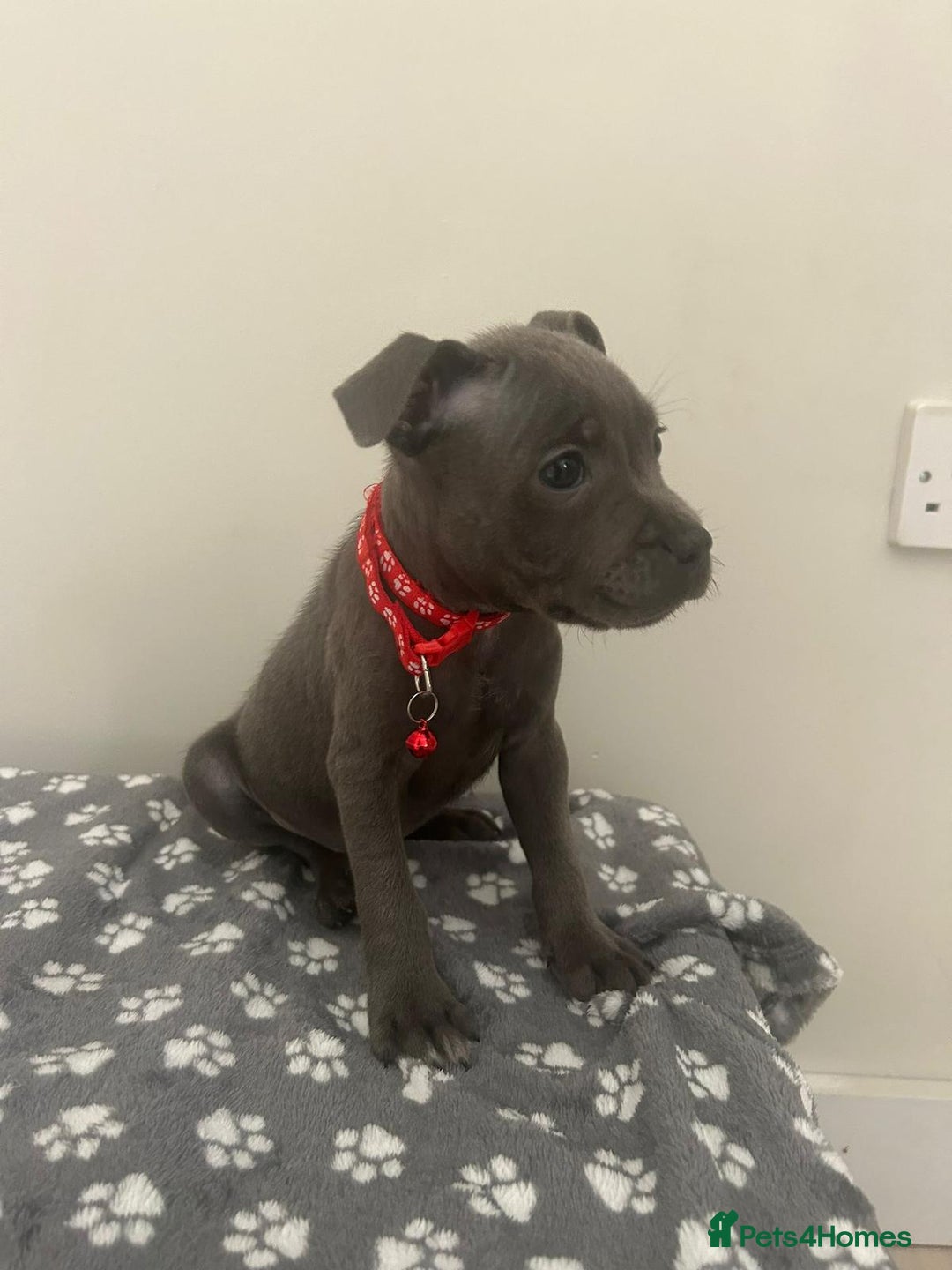 Staffordshire Bull Terrier dogs for sale: Rein X Pharron Bullsaff puppies/1 left due 2 mess - Image 15