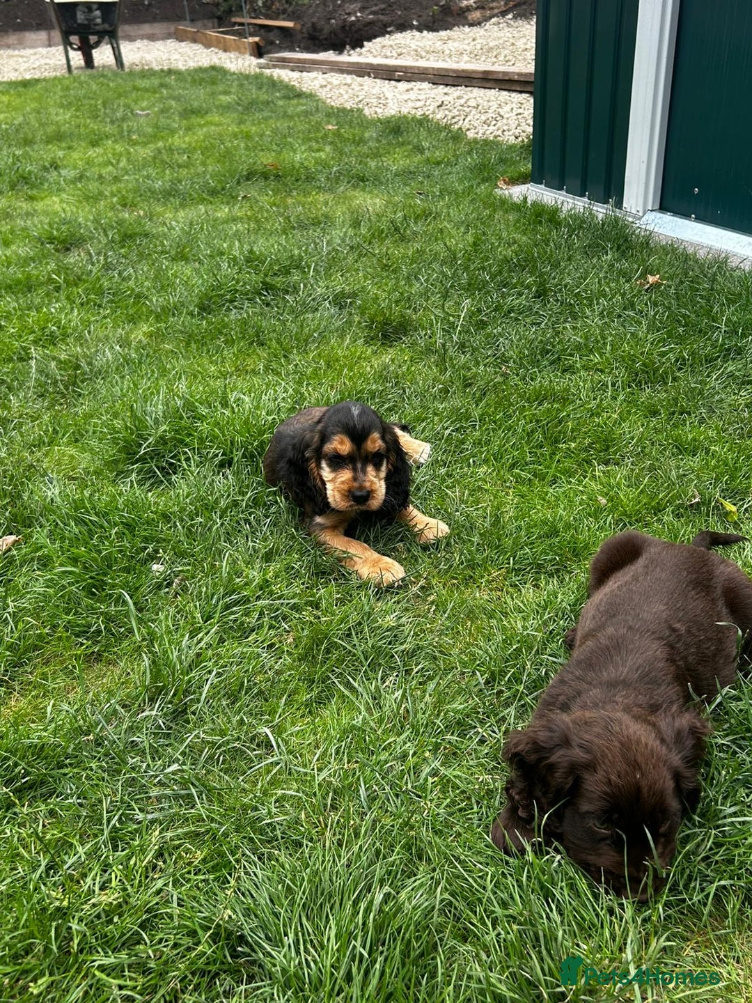 Cocker Spaniel dogs for sale: Show type cocker spaniel puppies  - Image 19