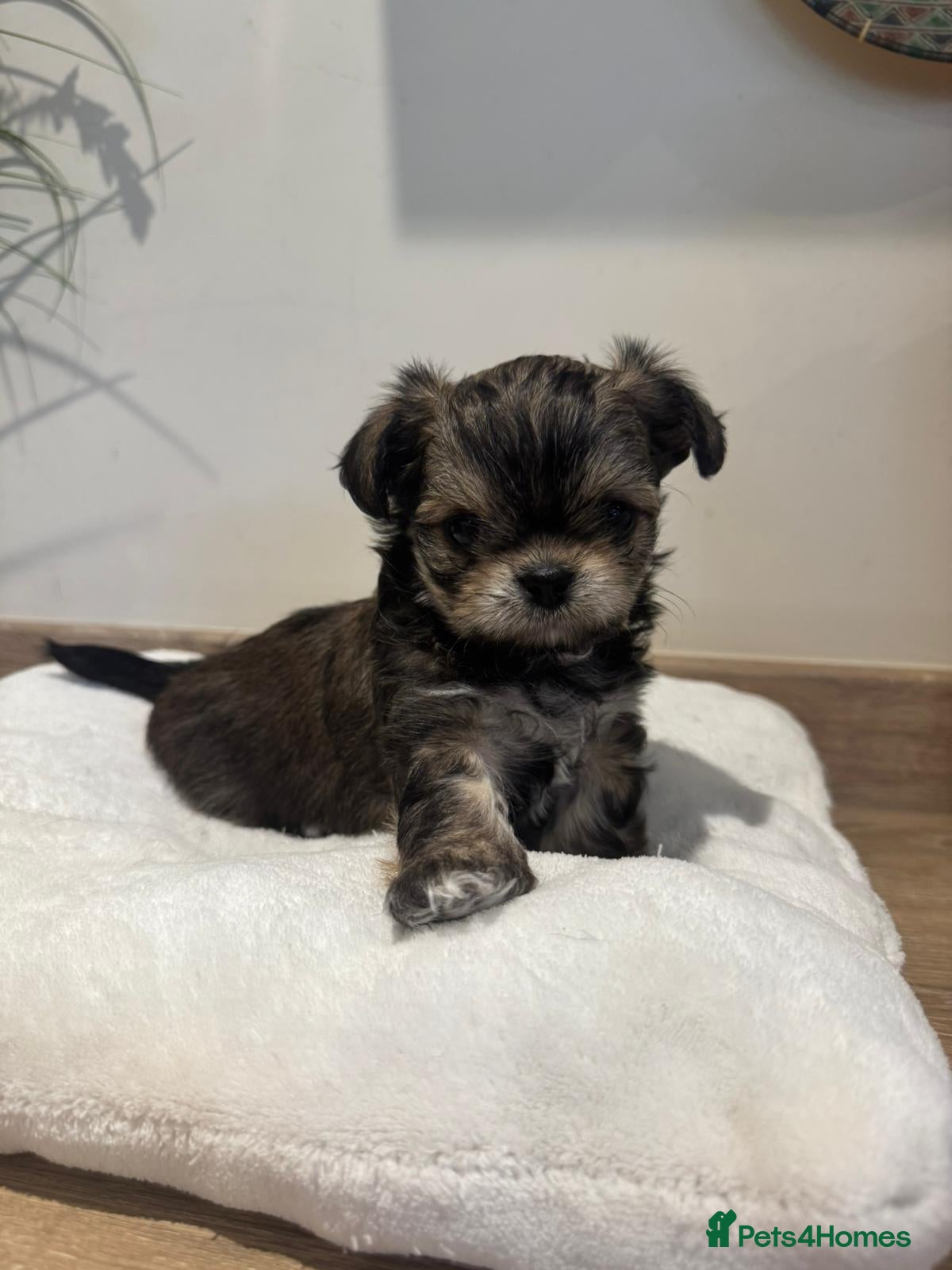 Mixed Breed dogs Lovely litter of beautiful shichis - Advert 2