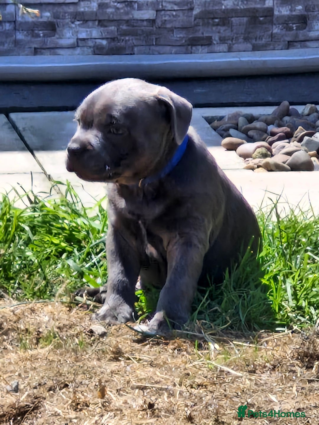 Staffordshire Bull Terrier dogs for sale: Blue Staffordshire Bull Terrier Puppies in Street - Image 11