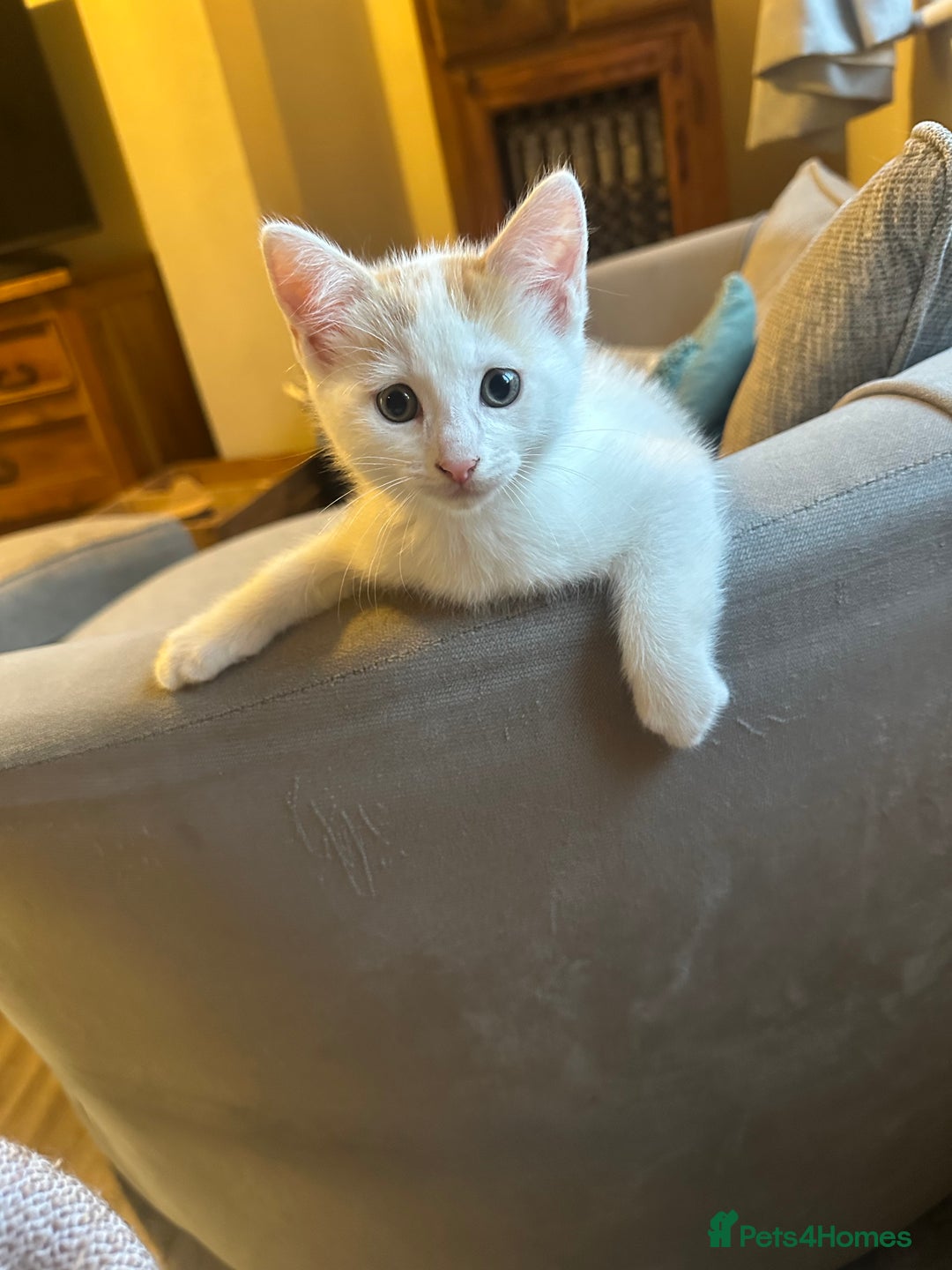 Turkish Van cats for sale: 5 beautiful kittens looking for families  - Image 2