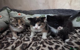 Bengal cats for sale: Beautifull kittens for sale - Image 11