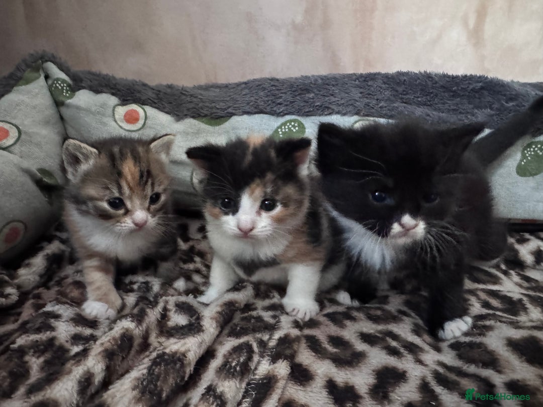 Bengal cats for sale: Beautifull kittens for sale - Image 11