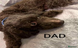 Cockapoo dogs for sale: Toy cocker poo f2 pups - Image 19