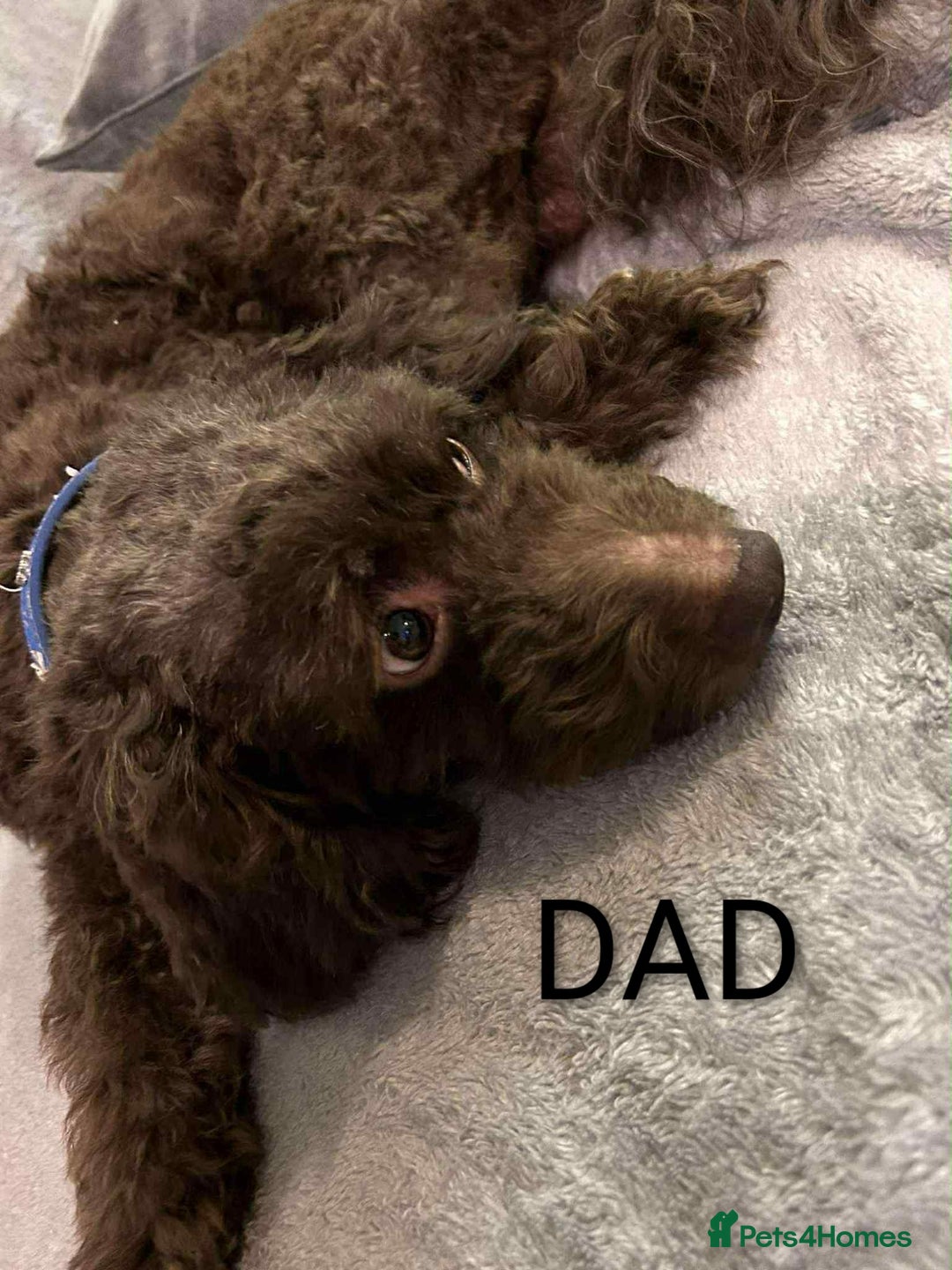 Cockapoo dogs for sale: Toy cocker poo f2 pups - Image 19