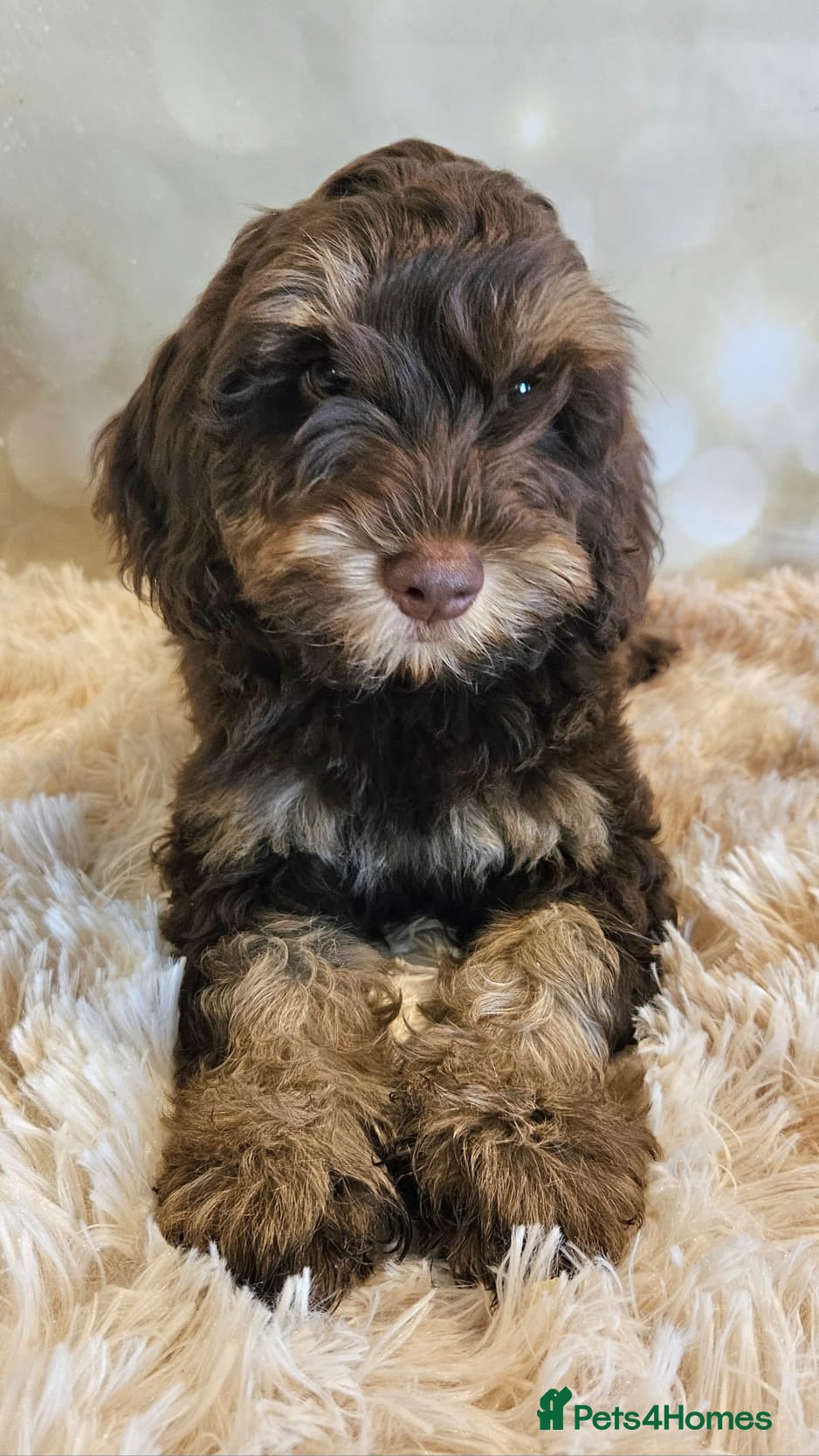 Cockapoo dogs LYNJONBORNS BEAUTIFUL COCKAP00 PUPPYS - Advert 2