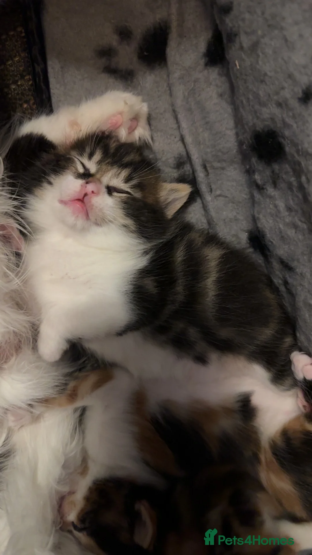 Domestic Shorthair cats for sale: Semi-Longhaired Sweet, warm eyed boy, 7 weeks old - Advert 7