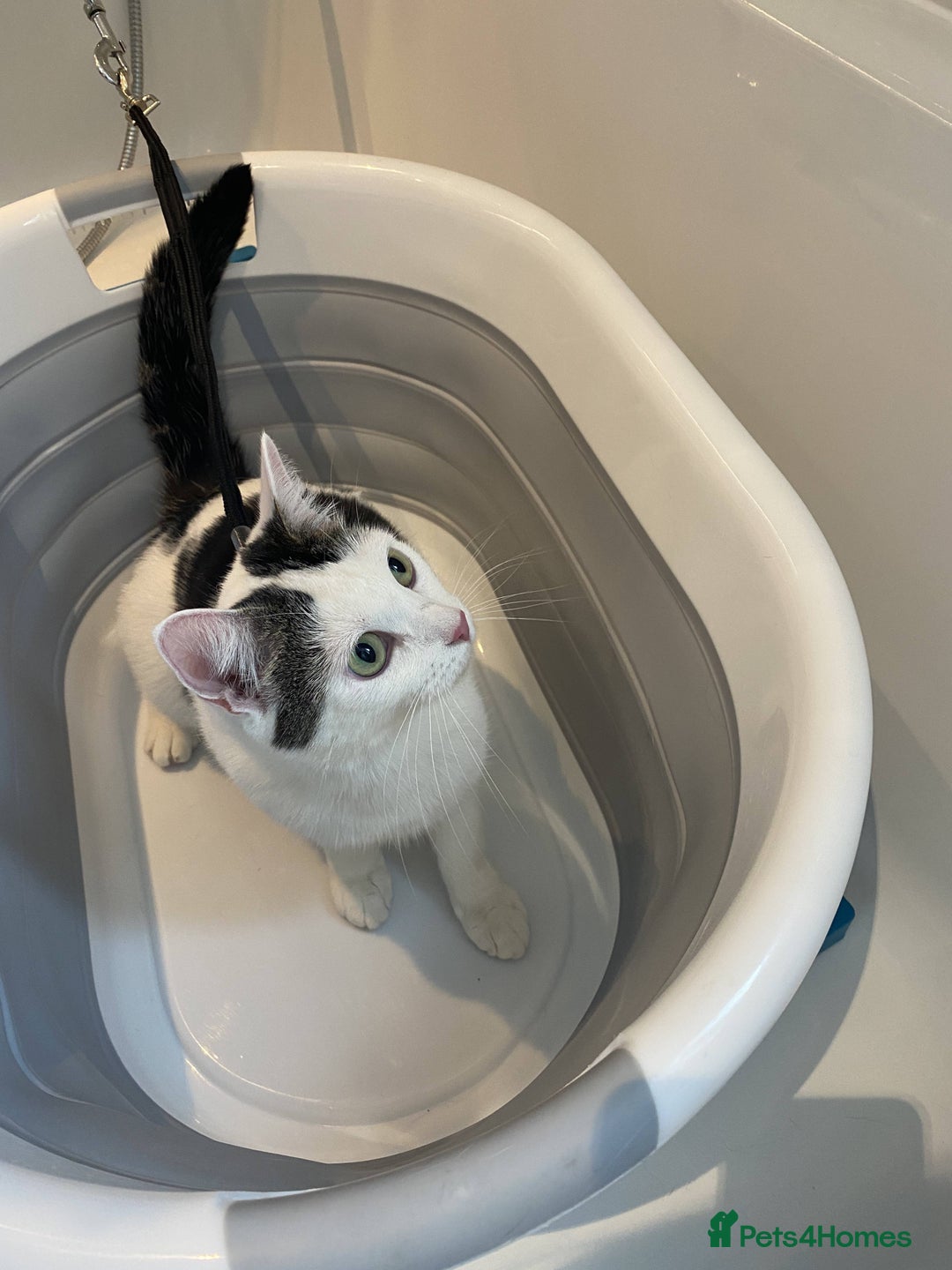 Domestic Shorthair cats for sale: Domestic Cow-Patterned Female Cat found Loving - Image 8