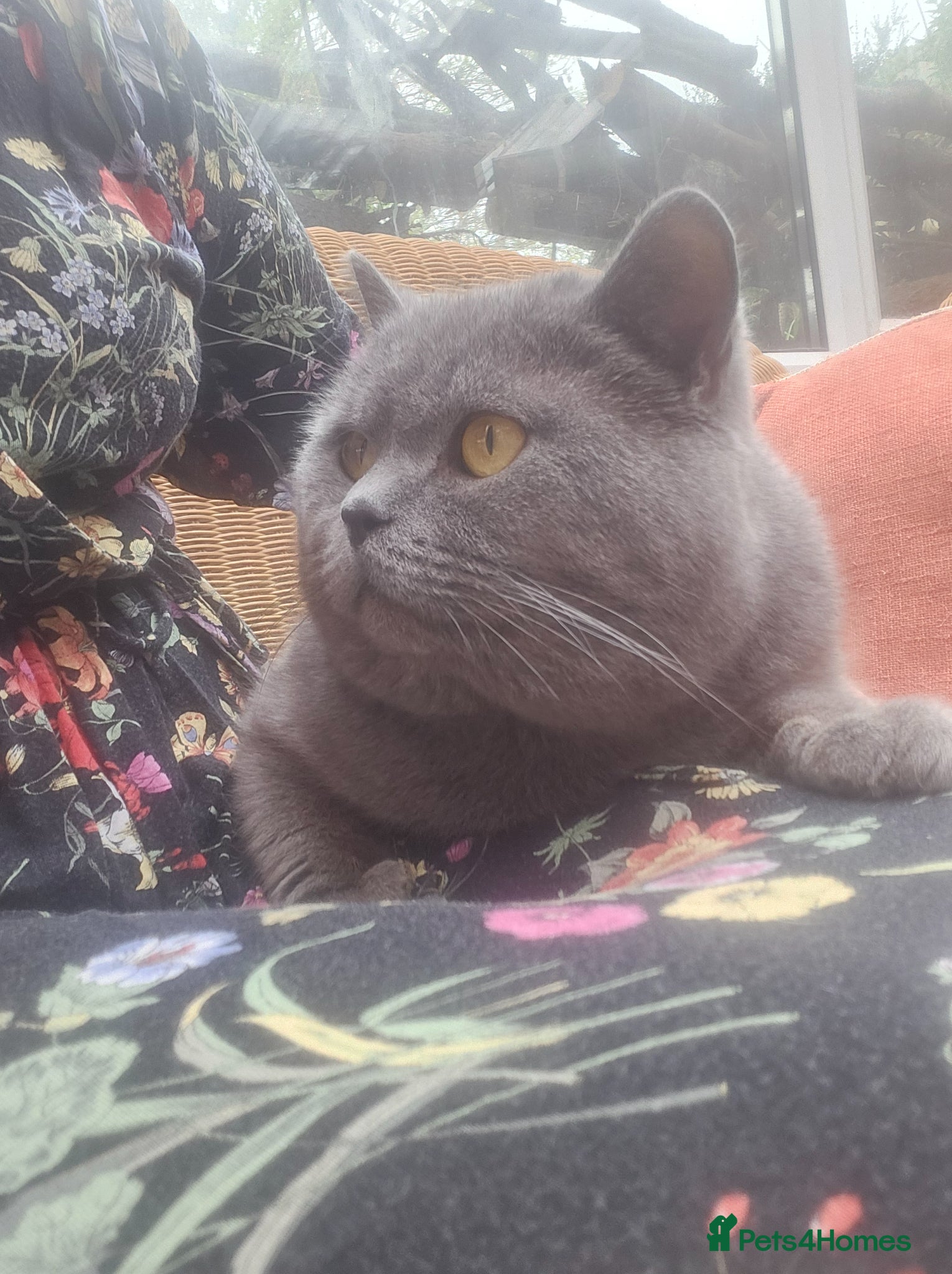 British Shorthair cats BLUE Boy - Advert 9