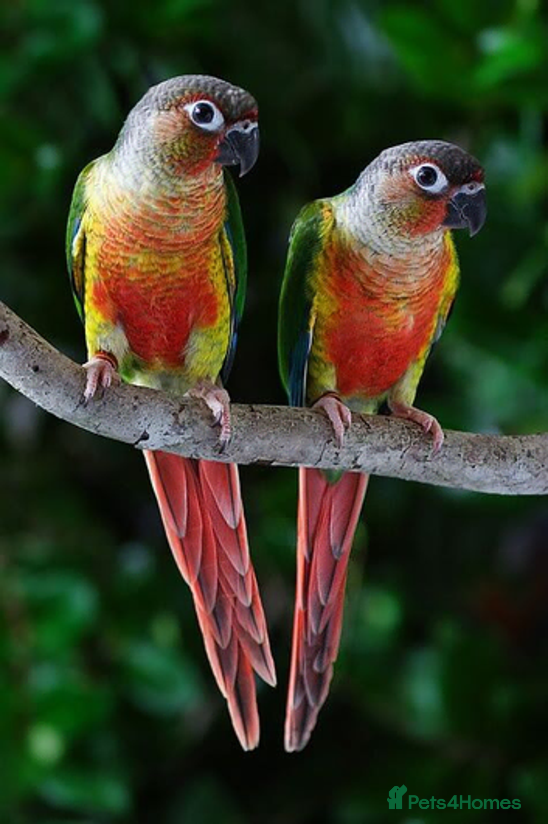Conures birds for sale: Conures for sale  - Advert 4