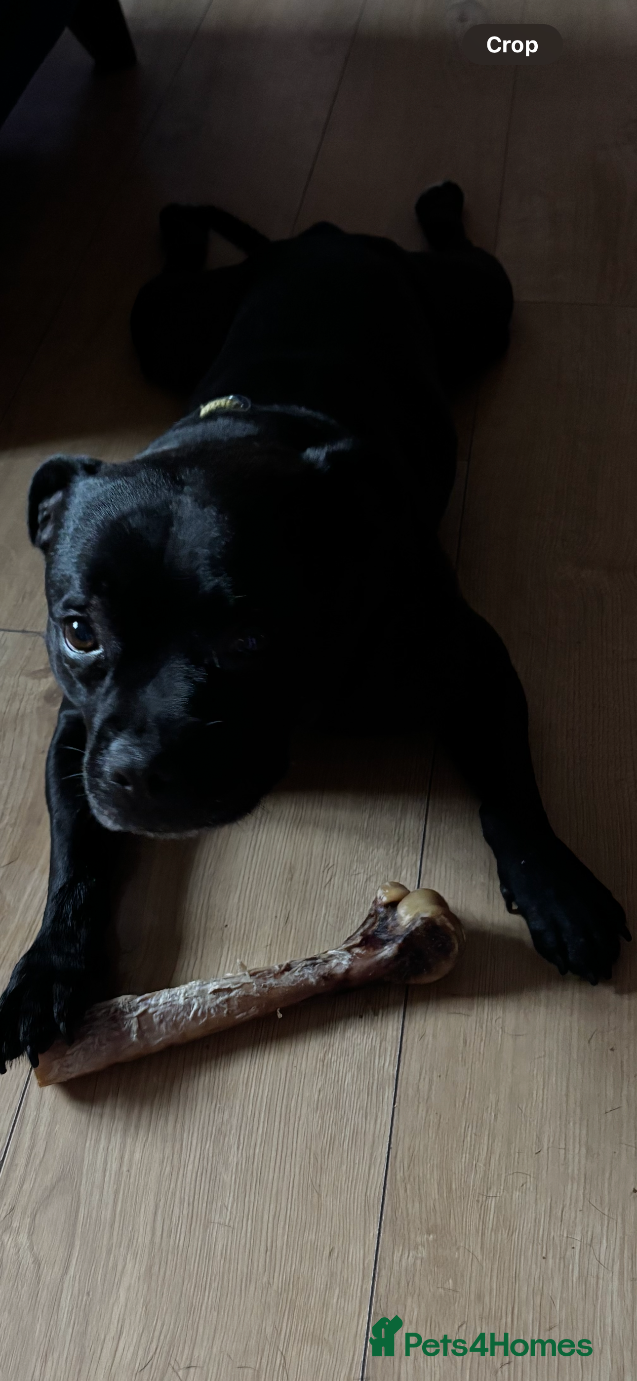 Staffordshire Bull Terrier dogs Staffordshire bullterrier male needing a home  - Advert 18