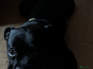 Staffordshire Bull Terrier dogs Staffordshire bullterrier male needing a home - Advert 1