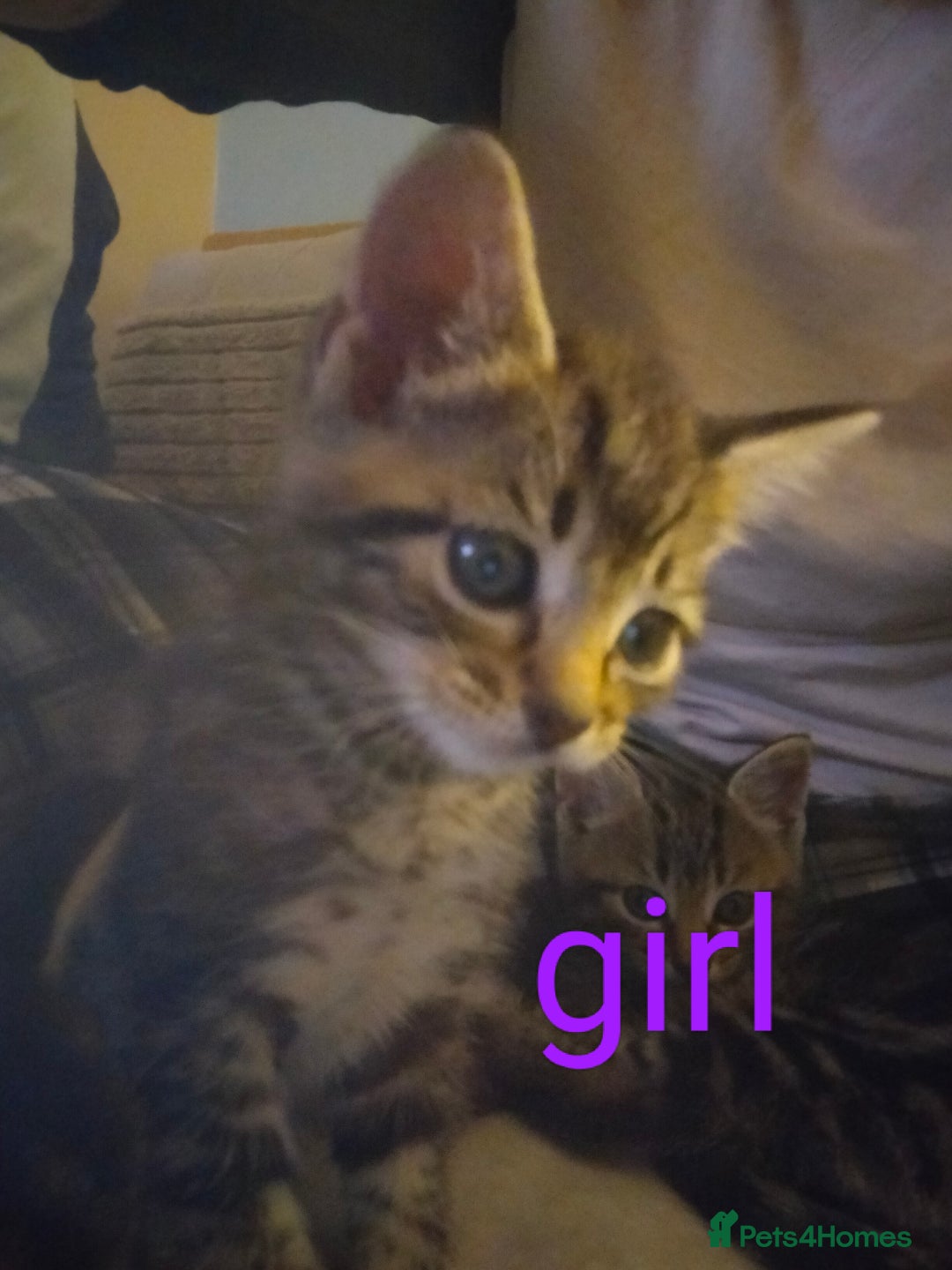 Mixed Breed cats for sale: 6 tabby kittens  - Advert 2